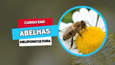 400 vagas! Curso online de Meliponicultura (criação de abelhas sem ferrão). Aprenda manejo, preservação e produção. Inscrições até 10/03